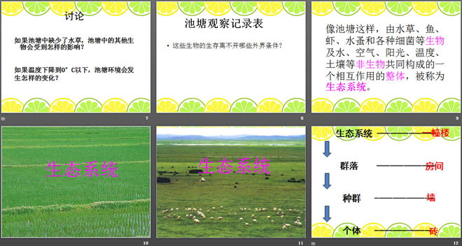 《池塘生物的相互联系》池塘群落PPT课件2