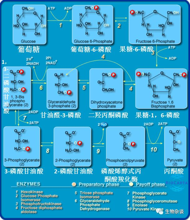 详解无氧呼吸的能量生产
