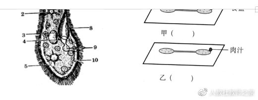 苏教版初中生物七年级上册《单细胞生物》教案