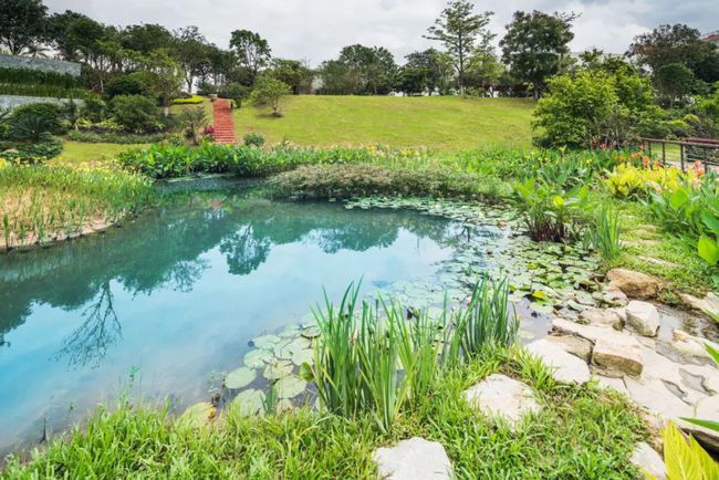 胰岛素不能口服的原因生物_水华和赤潮的形成原因生物_生物的原因