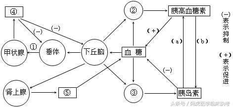 生物化学之糖代谢