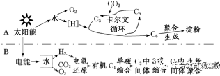 核糖体是不是所有生物共有的细胞器_细胞器生物体是核糖有线粒体吗_细胞生物都有核糖体吗