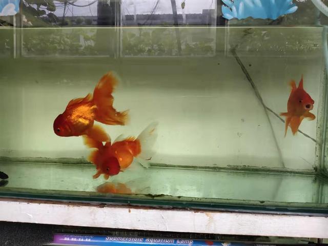 这些观赏鱼实践饲养经验和很多知识相违背，想要养好鱼还要靠自己