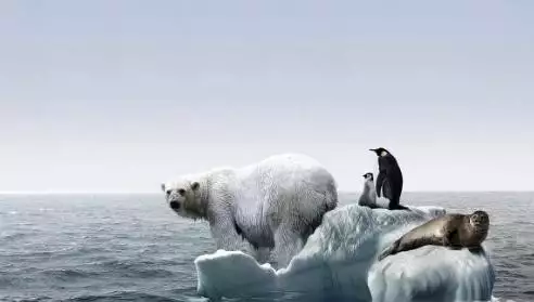 人类活动减少后，二氧化碳浓度却升高，人类该怎么应对全球变暖
