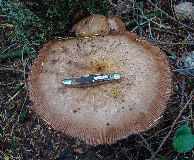 最长的生物_最长的生物链10种动物_世界上最长的生物是什么长达多少