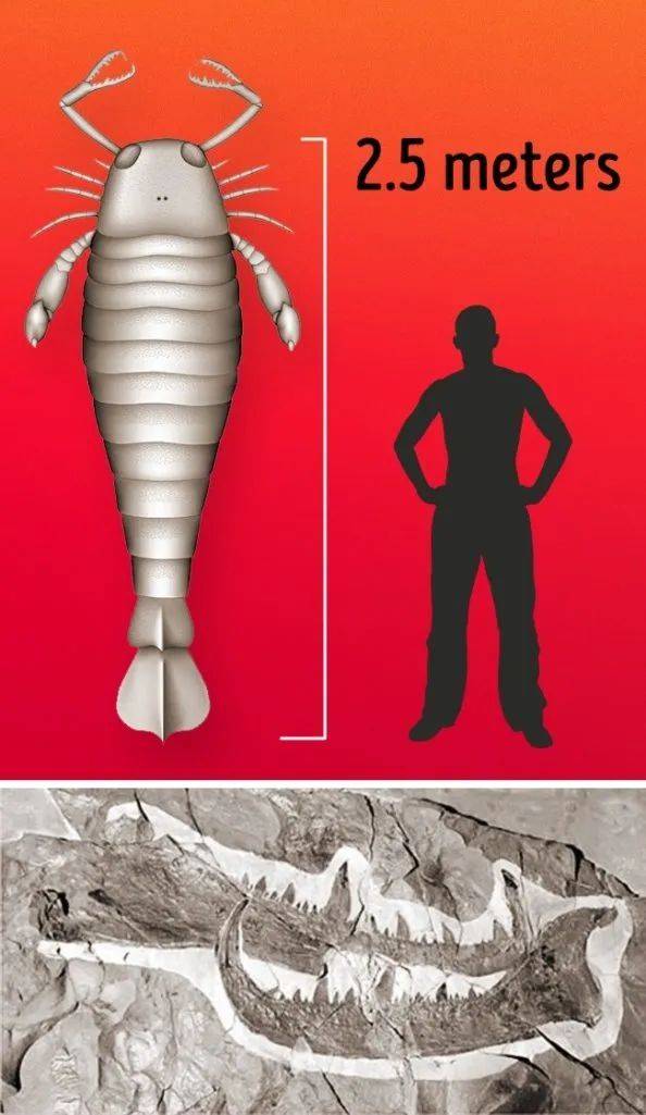 最长的生物_最长的生物链10种动物_世界上最长的生物是什么长达多少