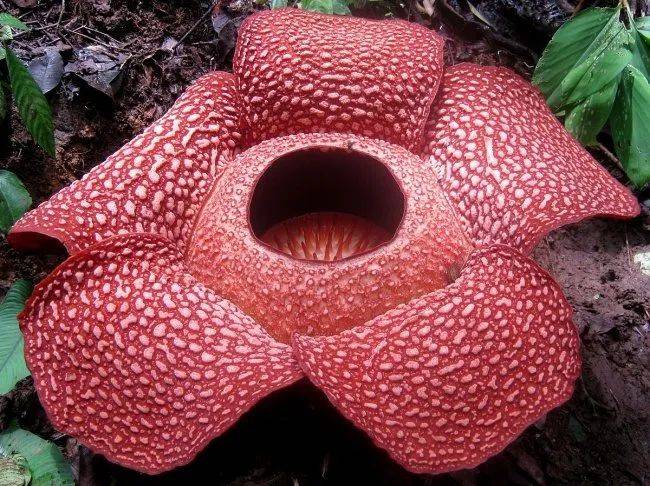 世界上最长的生物是什么长达多少_最长的生物链10种动物_最长的生物
