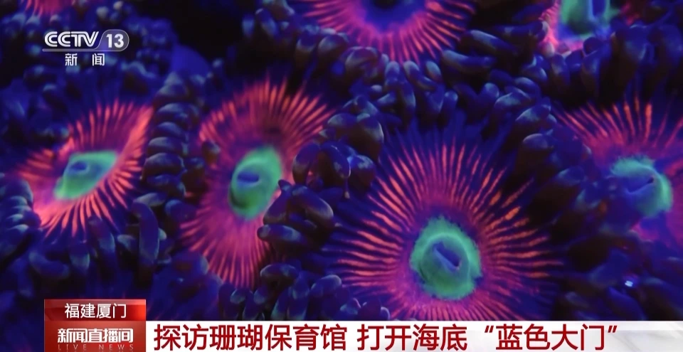 是动物还是植物？关于珊瑚的这些知识了解一下