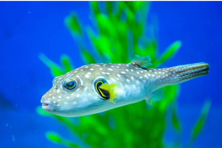 生物特征是什么意思_生物特征识别包括哪些_生物的三个特征