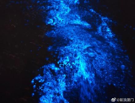 多地出现蓝眼泪奇观，网友：繁星落入大海