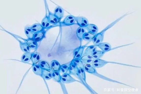 不需要呼吸的生物！长年住在鱼儿体内，拥有大而空灵的眼睛