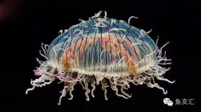 15种奇特的海洋生物，这是你不知道的世界