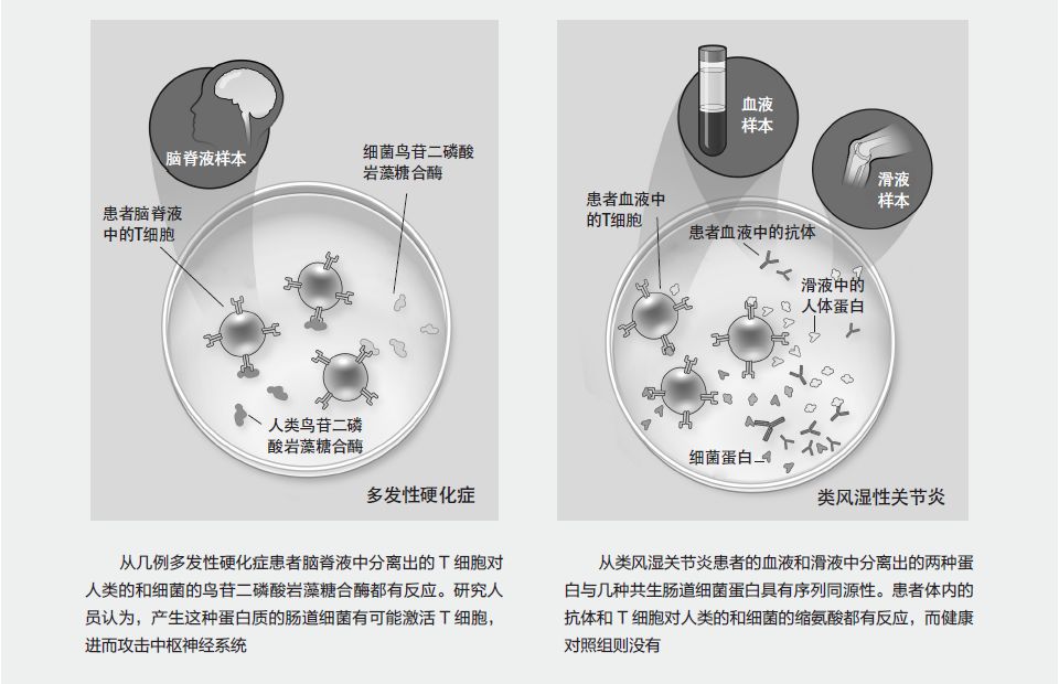 生物拟态是如何进化并维持的_生物学拟态_拟态的生物有哪些