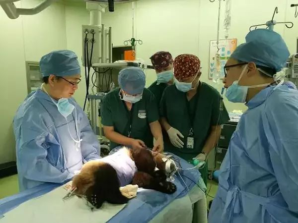 花生物质_花生是不是生物_花生在生物学上指什么