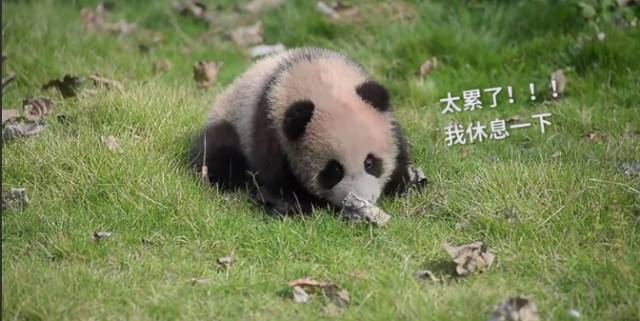 花生物质_花生是不是生物_花生在生物学上指什么