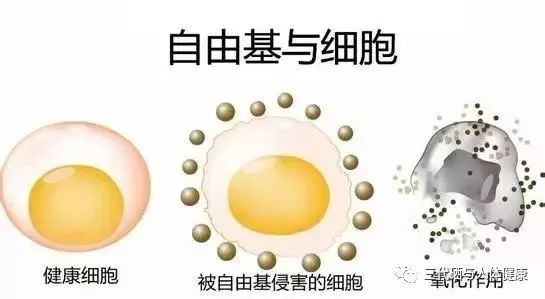 细胞是一切生物的基本单位对不对_细胞生物单位基本是什么_细胞生物体什么的基本单位