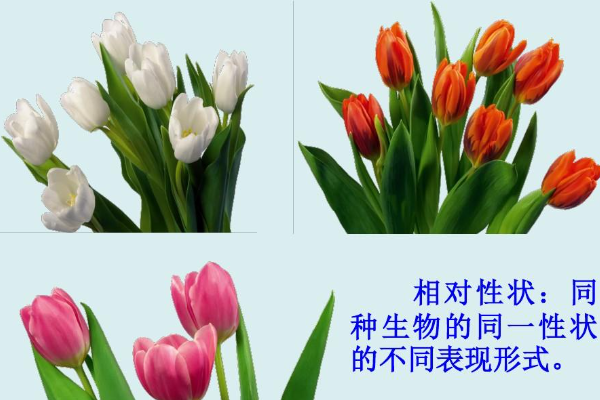 生物的性状是由什么决定的