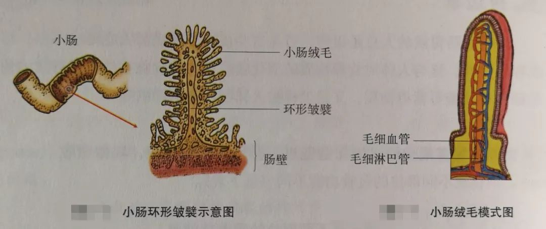 生物学尿液的形成_尿液形成过程七下生物_尿生成过程的生理环节有
