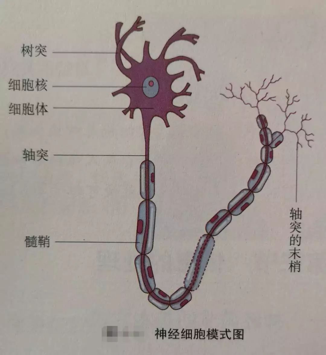 尿生成过程的生理环节有_尿液形成过程七下生物_生物学尿液的形成