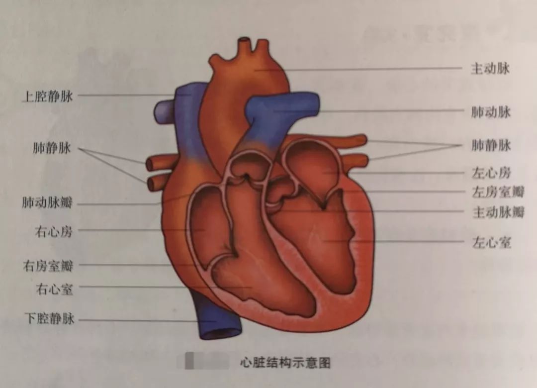 生物学尿液的形成_尿生成过程的生理环节有_尿液形成过程七下生物