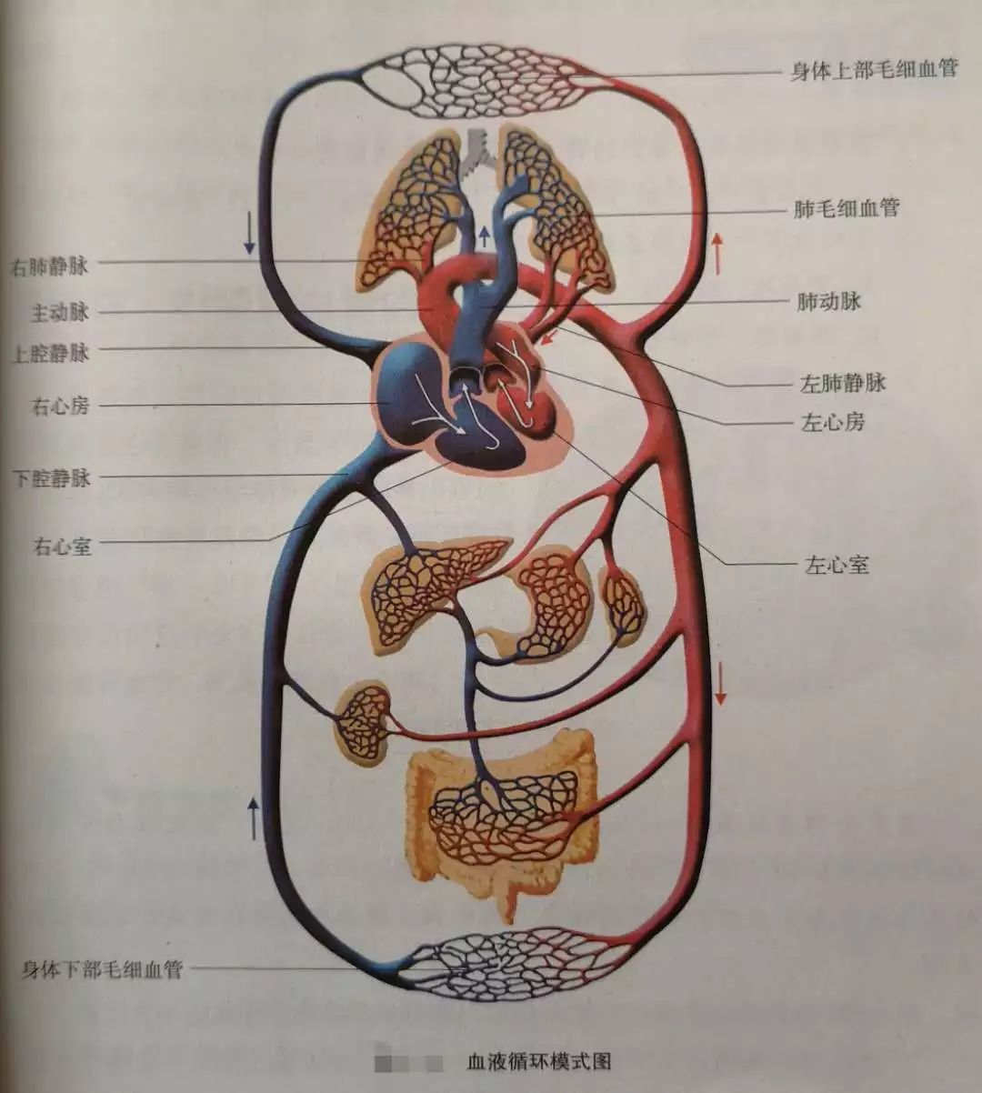 尿生成过程的生理环节有_生物学尿液的形成_尿液形成过程七下生物