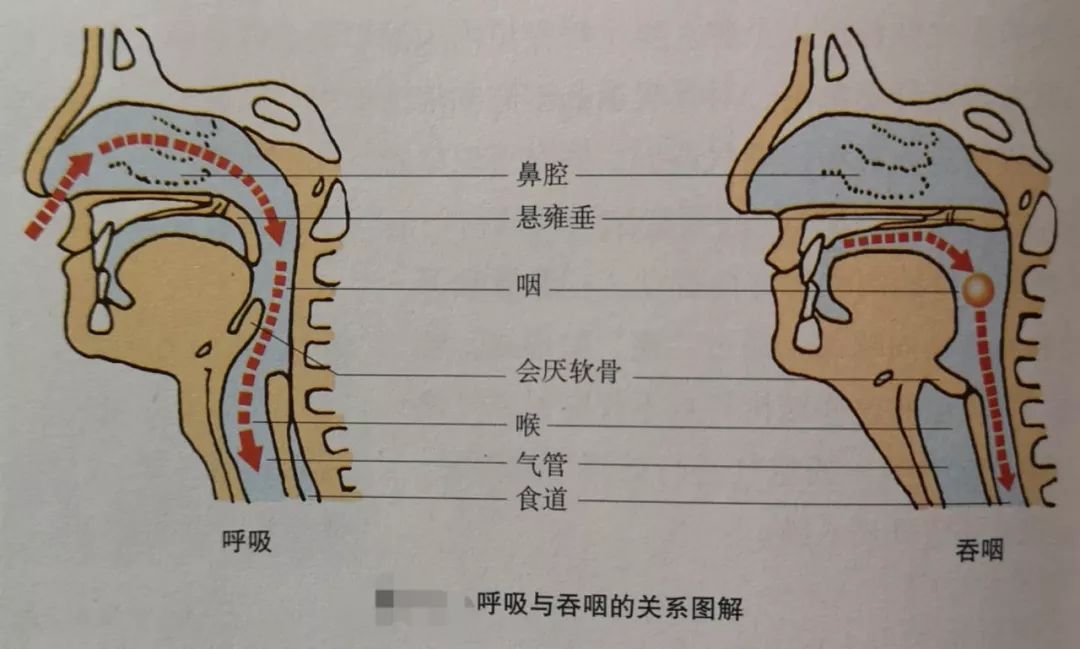 生物学尿液的形成_尿生成过程的生理环节有_尿液形成过程七下生物