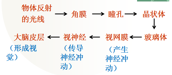 尿液形成过程七下生物_尿生成过程的生理环节有_生物学尿液的形成
