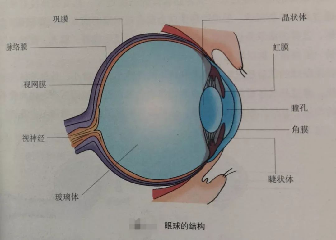 尿液形成过程七下生物_生物学尿液的形成_尿生成过程的生理环节有