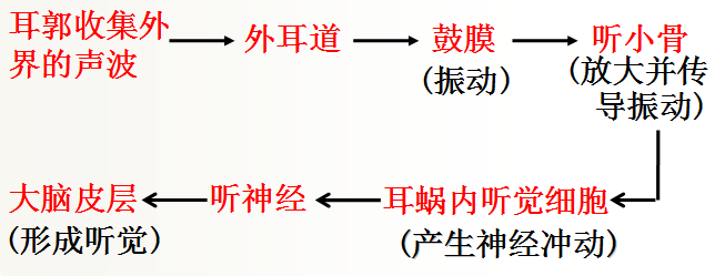 生物学尿液的形成_尿生成过程的生理环节有_尿液形成过程七下生物