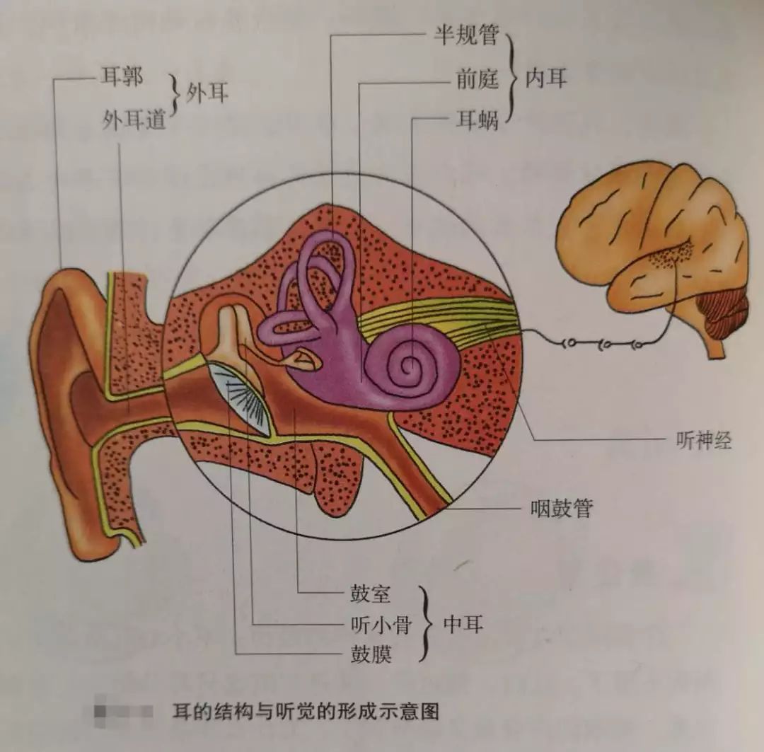 尿液形成过程七下生物_尿生成过程的生理环节有_生物学尿液的形成