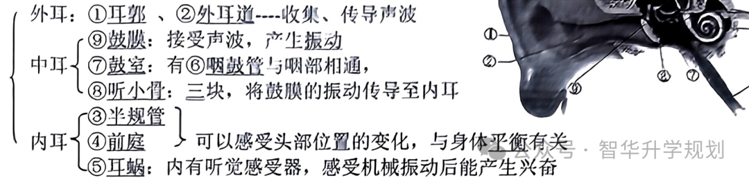 生物尿液形成的过程经过_尿液形成过程七下生物_生物学尿液的形成
