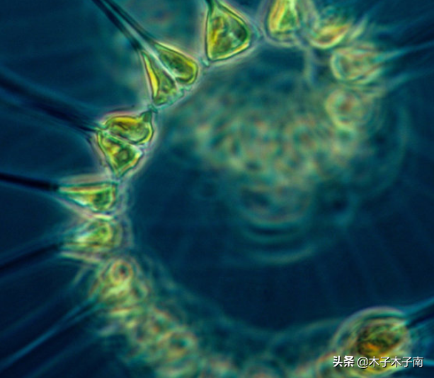 浮游生物是地球上最小的无名英雄