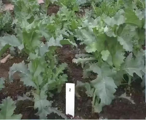 知识安全小有趣手抄报_知识安全小报_安全小知识有哪些