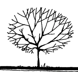 生物类分类_生物类分为哪些_生物分为几类