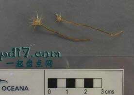 体型巨大的单细胞生物Top5：spiculosiphon Oceana