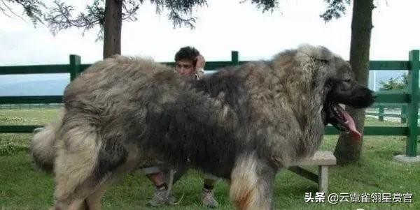 世界奇闻趣事短视频_世界奇闻趣事_趣事世界奇闻怪事作文