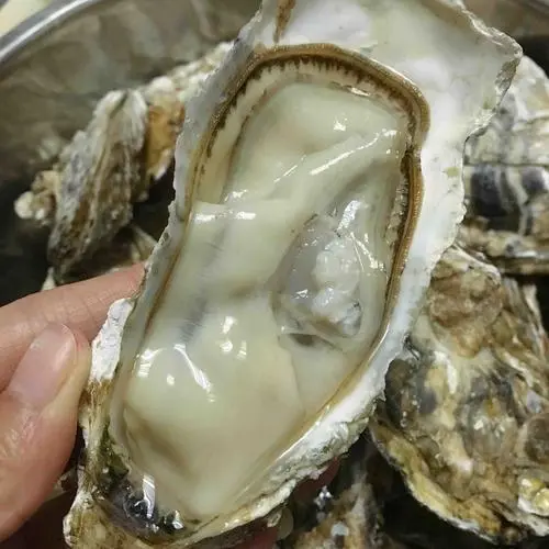 生蚝和藤壶：不会感到无聊的“静止”生物揭秘