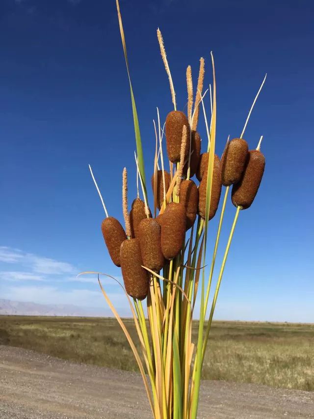 牧民游牧生活视频_游牧民族生活_牧民游牧生活