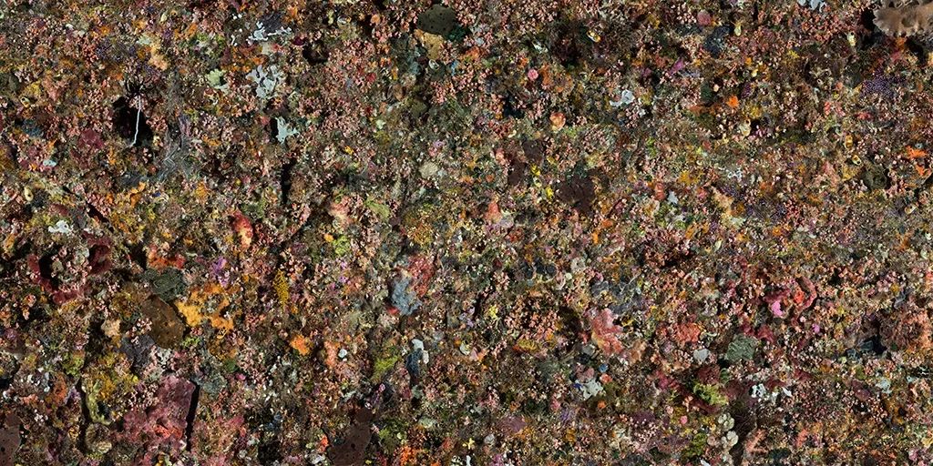 消灭蓝藻的办法_蓝藻生物大灭绝_蓝藻灭绝厌氧生物