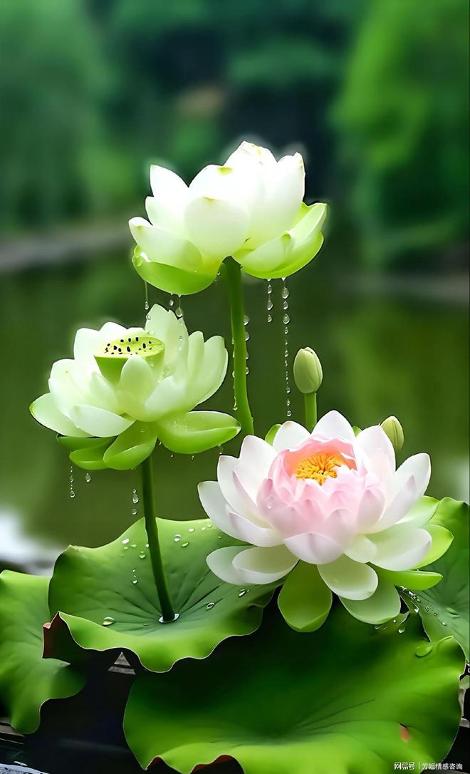 真正的智者，在自己的节奏里过好一生