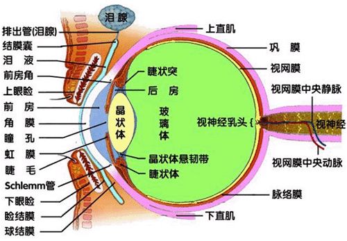感统干货  |  学感统，必学八大感觉与神经系统（上）——视觉、听觉、嗅觉、味觉