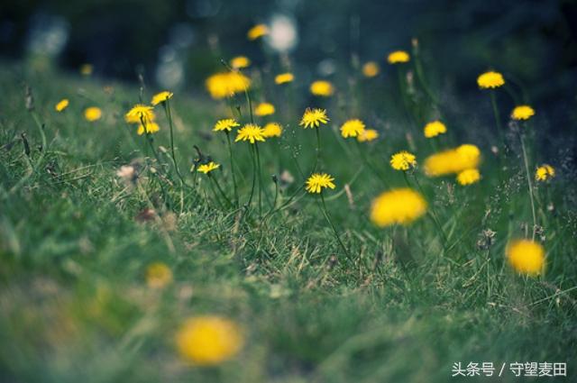 看淡生活的常态_生活要看淡_看淡生活是什么意思