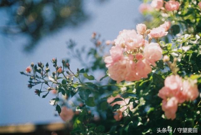 看淡生活是什么意思_看淡生活的常态_生活要看淡