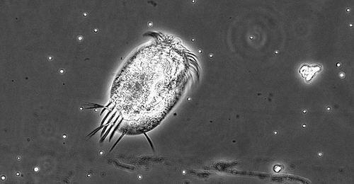 原生生物缓解气候变化