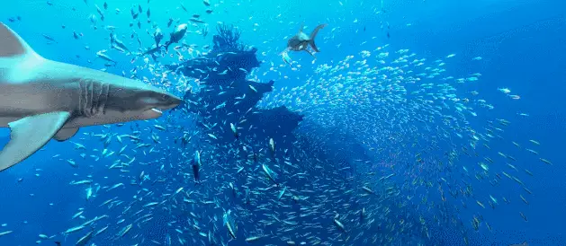 潜藏深海的生物_深海生物潜藏者是谁_深海生物潜藏期多久