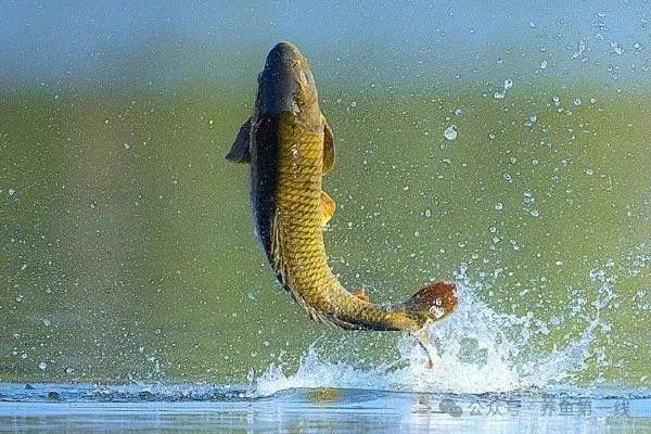 遗传变异生物特征具有哪些_遗传变异生物特征具有什么_生物具有遗传和变异的特征例如