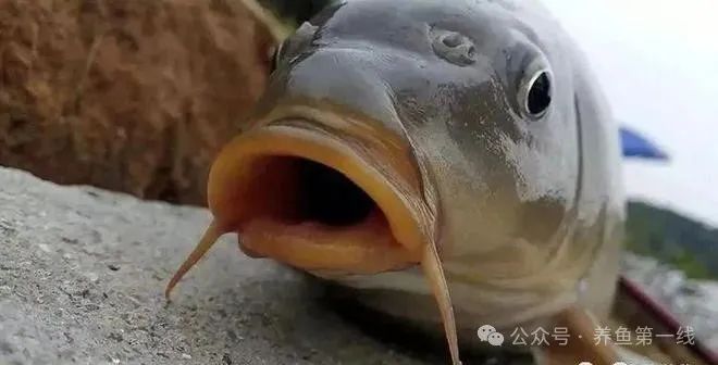 遗传变异生物特征具有什么_生物具有遗传和变异的特征例如_遗传变异生物特征具有哪些