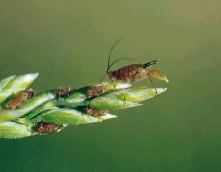 单细胞生物可以通过细胞分裂的方式直接进行_单细胞生物可以通过细胞分裂的方式直接进行_单细胞生物可以通过细胞分裂的方式直接进行