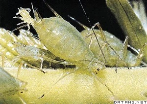 单细胞生物可以通过细胞分裂的方式直接进行_单细胞生物可以通过细胞分裂的方式直接进行_单细胞生物可以通过细胞分裂的方式直接进行