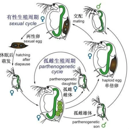 单细胞生物可以通过细胞分裂的方式直接进行_单细胞生物可以通过细胞分裂的方式直接进行_单细胞生物可以通过细胞分裂的方式直接进行